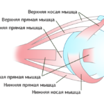 Мышцы глаз