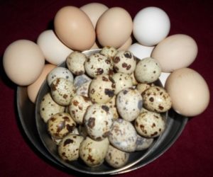 Яйца при грудном вскармливании: вареные, жареные, перепелиные