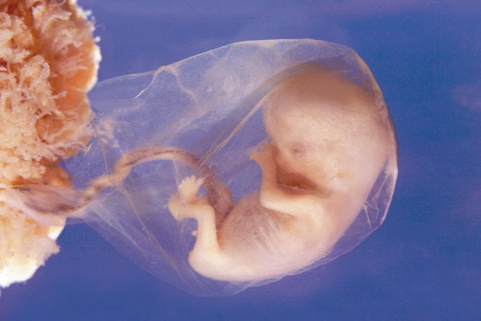 Развитие прикуса у эмбриона человека