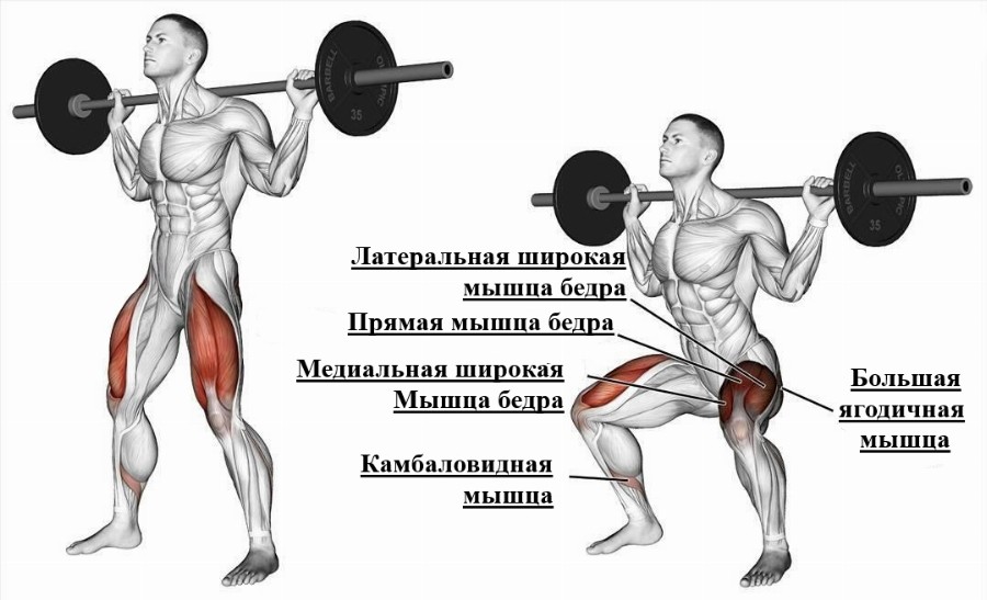 Мышцы