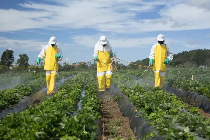 Крестьяне опрыскивают поле клубники пестицидами