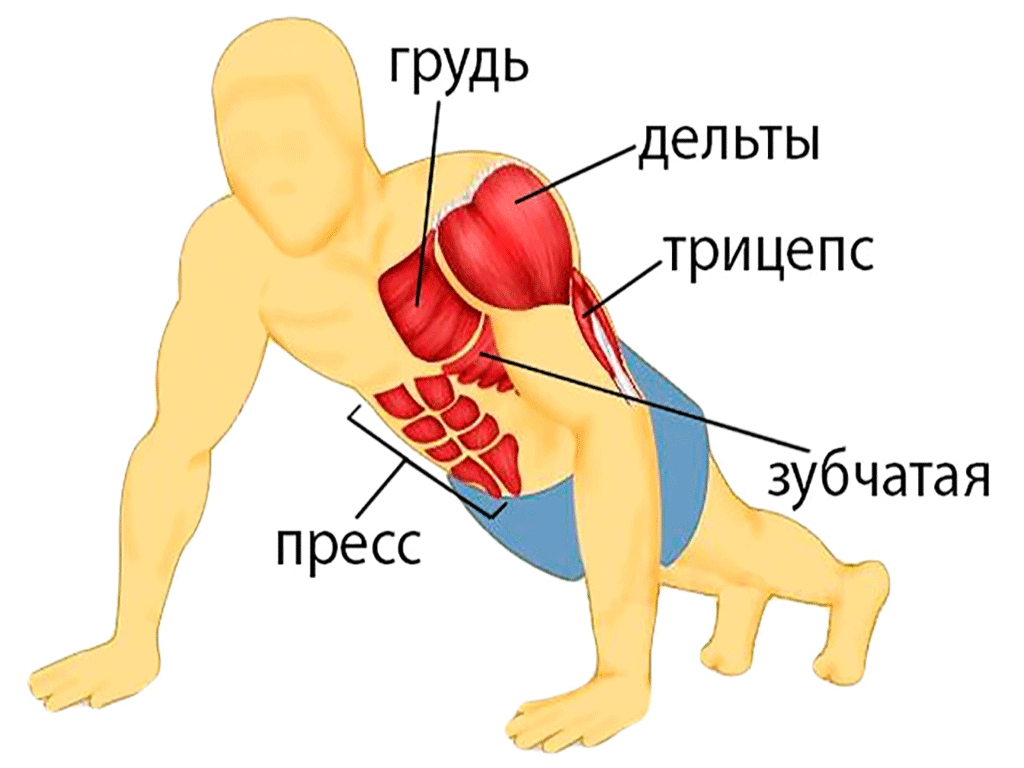 Действующие мышцы