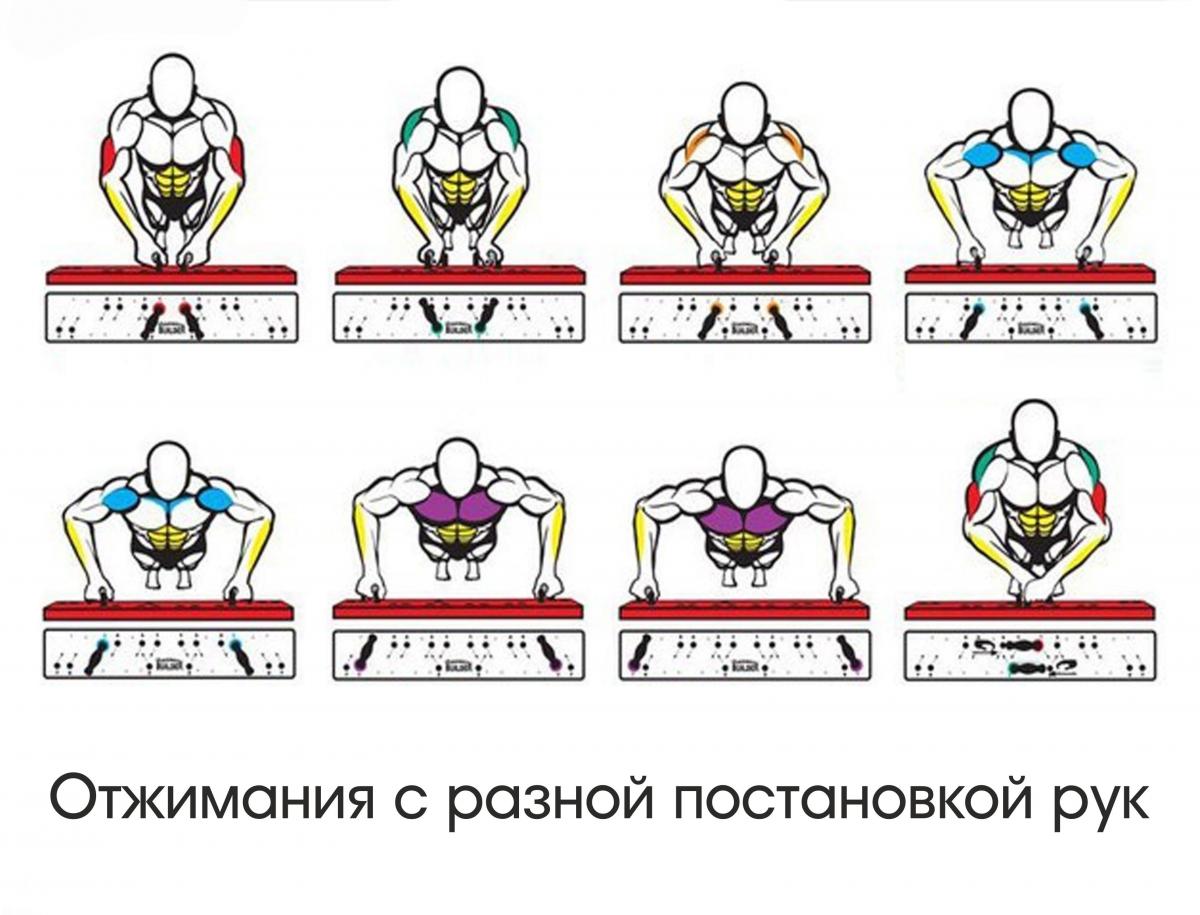 Мышцы, работающие при отжимании на кулаках