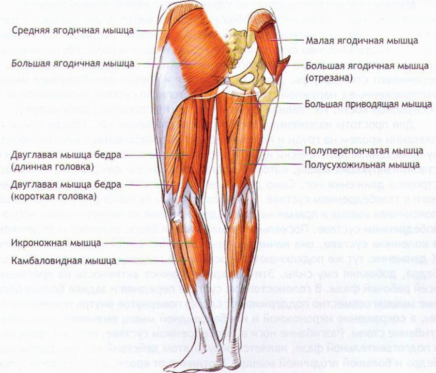 Мышцы задней поверхности ног.