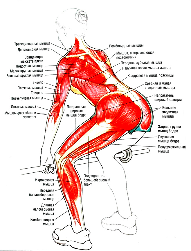 Анатомический атлас становой тяги