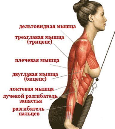 Анатомия мышц руки