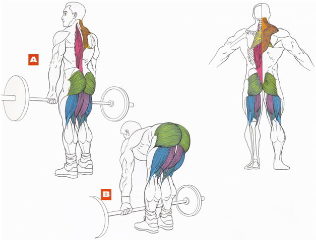 Мышцы, работающие при выполнении упражнения становая тяга
