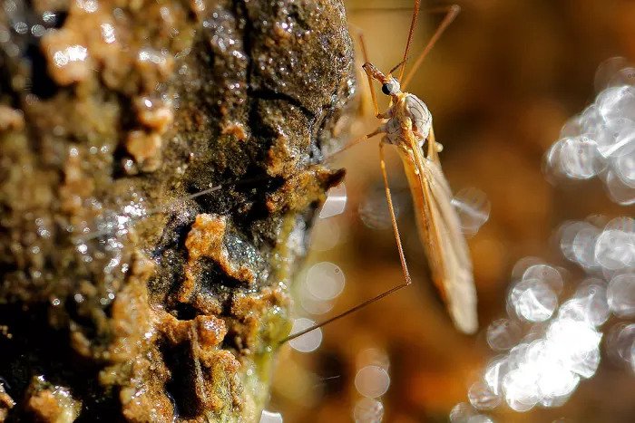 Паразит, вызывающий заболевание розетки Иерихона у комара