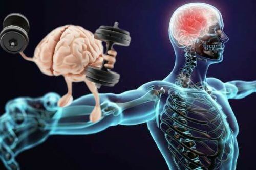 Взаимодействие мозга и мускулатуры