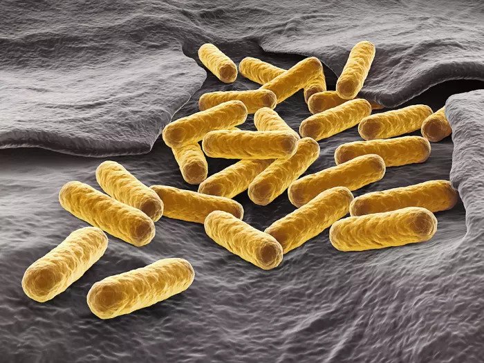 Бактерии кишечной палочки