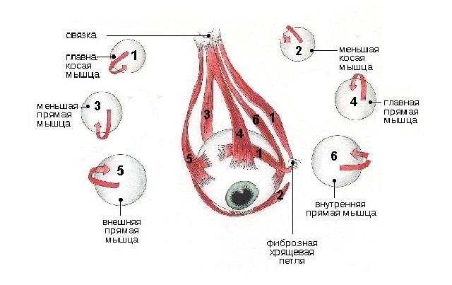 Мышцы глаза или глазодвигательные