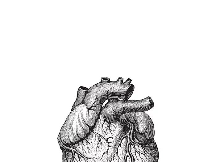Человеческое сердце