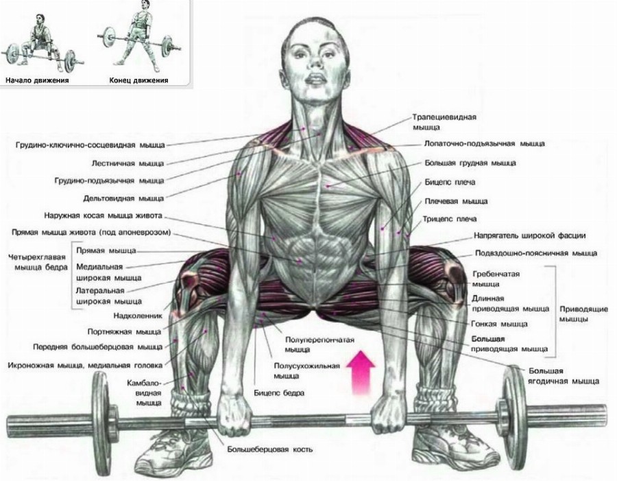 Тяга Сумо: активные мышцы