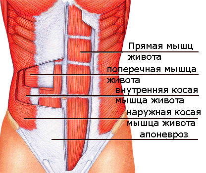 Мышцы живота