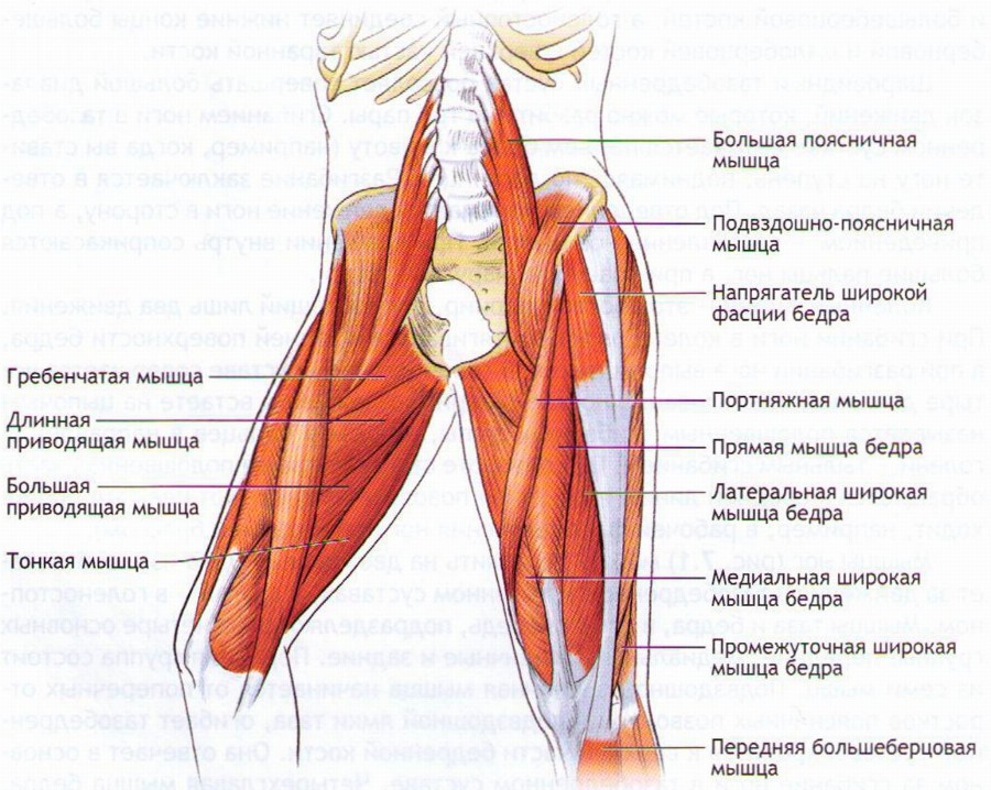 Анатомия бедра