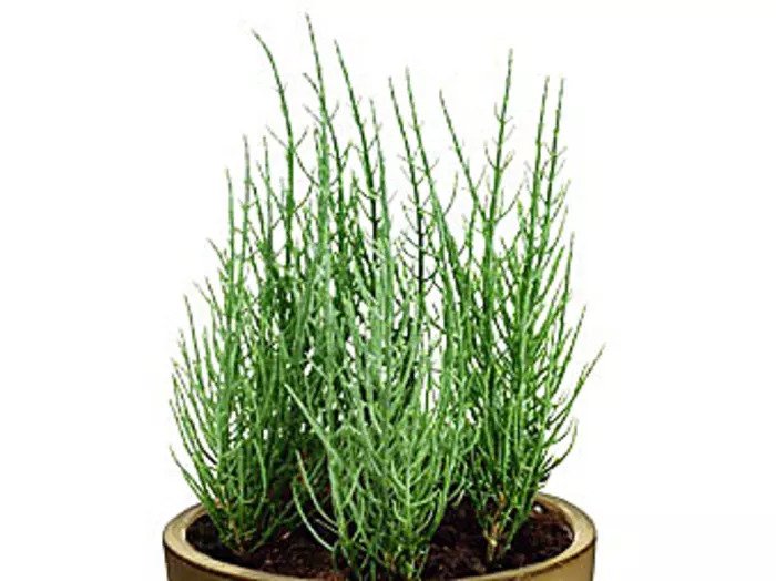 Salicornia является естественным заменителем соли