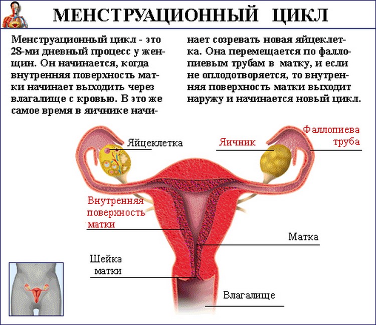 О менструальном цикле