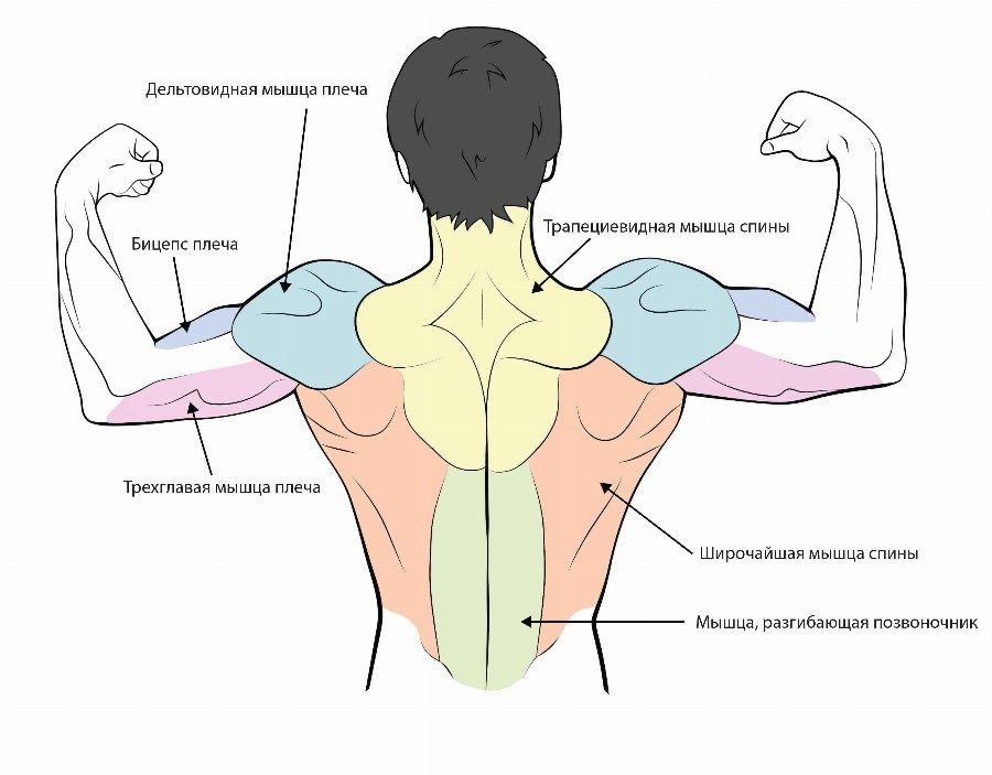 Мышцы спины.