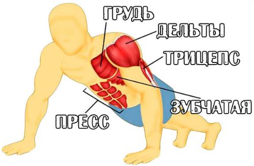 расположение мышц