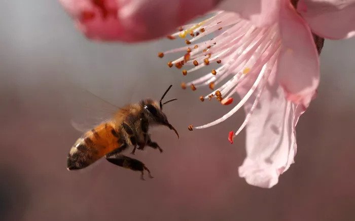 Пчела рядом с цветком
