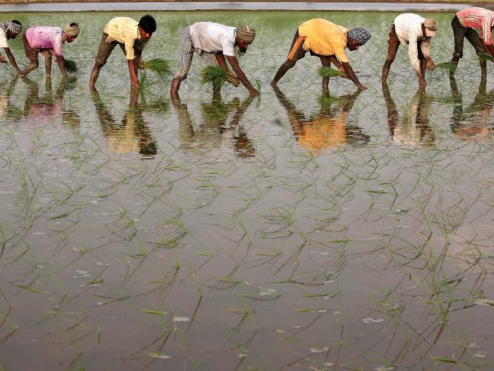 Работа на рисовом поле на окраине Амритсара, Индия. Июнь 2014