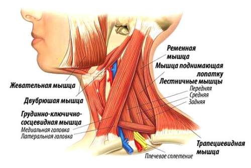 анатомия