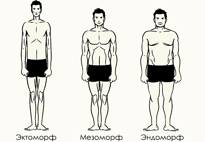 Типы телосложений